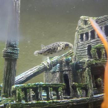Kona Reef - Local Fish Stores Near Me - Phoenix, Arizona