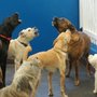 Photo of Club Meadow Dog Daycare and Boarding