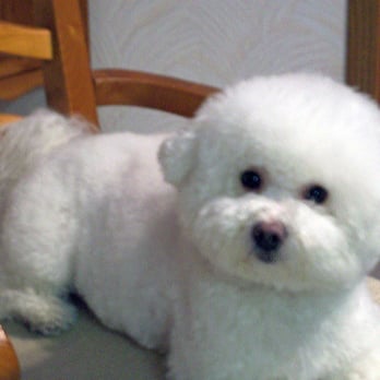 Pooch And Boots - Pet Groomers Near Me - Caldwell, Idaho Pooch And Boots - Pet Groomers Near Me - Caldwell, Idaho