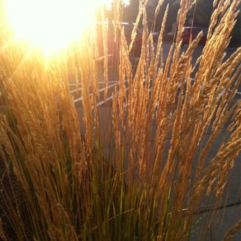 Best Buy - Beautiful sunset shining through the grass in parking lot ;) - Home Theatre Installation Near Me - Gresham, Oregon