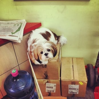 Simon Global Services - "may I help you?" - Notaries Near Me - Chicago, Illinois