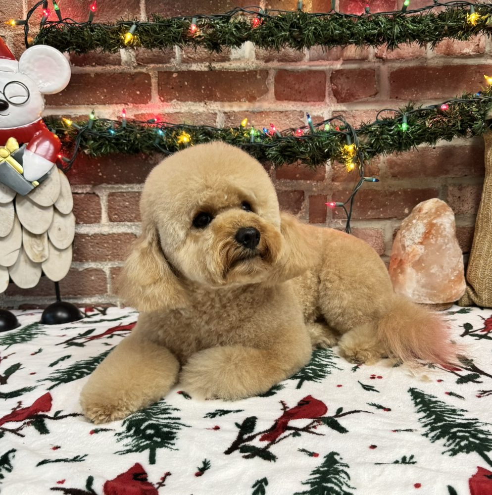LA Pet Home