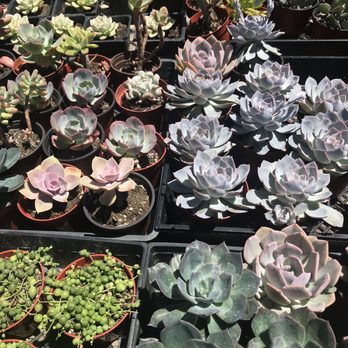 Aki Nursery - Nurseries & Gardening Near Me - Irvine, California