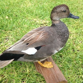 Just Birds - gadwall - Taxidermy Near Me - Houston, Texas Just Birds - gadwall - Taxidermy Near Me - Houston, Texas