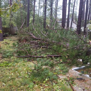 Mondragon Tree Service - Tree Services Near Me Mondragon Tree Service - Tree Services Near Me
