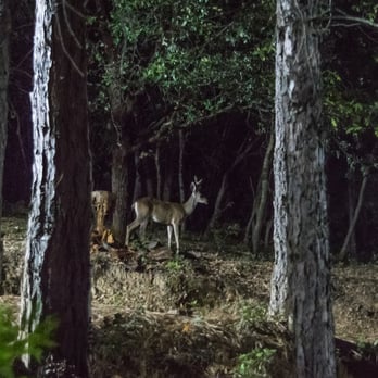 Lazy Z Resort - We saw a deer at night!!!!! - Resorts Near Me - Twain Harte, California