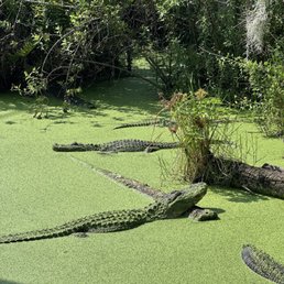 Gator Gator