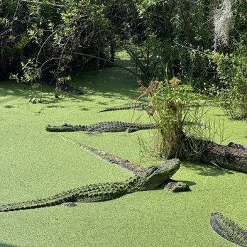 Jungle Adventures - Gator - Tours Near Me - Christmas, Florida Jungle Adventures - Gator - Tours Near Me - Christmas, Florida