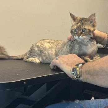 VIP Mobile Pet Spaw - Pet Groomers Near Me - Bethpage , Tennessee VIP Mobile Pet Spaw - Pet Groomers Near Me - Bethpage , Tennessee