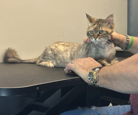 Cat Grooming - We also have 40+ Years of Experience in Cat Grooming, and are able to offer the service without sedation. Your Cats will be happy and groomed! Cat Grooming - We also have 40+ Years of Experience in Cat Grooming, and are able to offer the service without sedation. Your Cats will be happy and groomed!