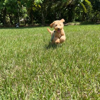 Dog Club Miami - Pet Training Near Me Dog Club Miami - Pet Training Near Me