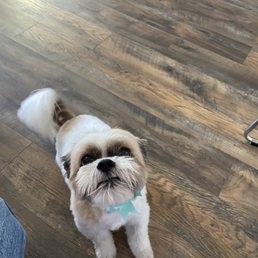 Shih-tzu haircut Shih-tzu haircut