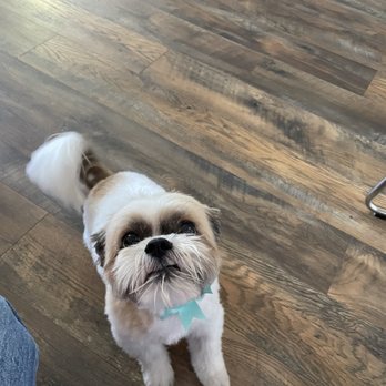 House of Paws - Shih-tzu haircut - Pet Groomers Near Me - Chicago, Illinois House of Paws - Shih-tzu haircut - Pet Groomers Near Me - Chicago, Illinois