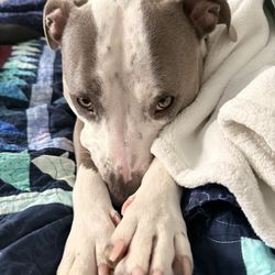 Poshy Paws - Oakley