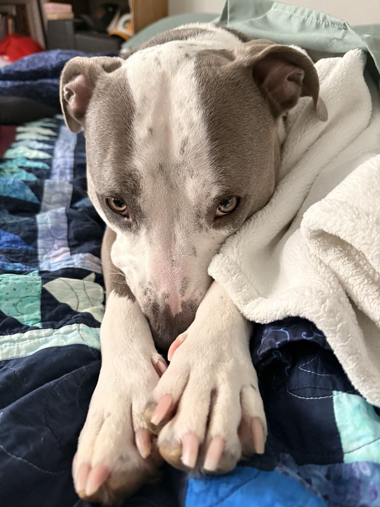 Poshy Paws - pet boarding facility in Anchorage, AK