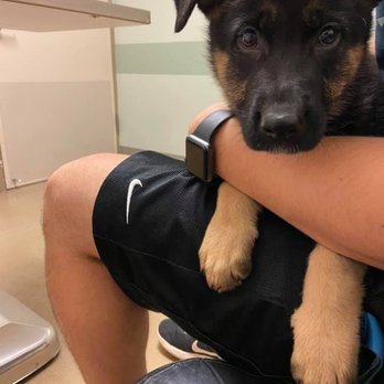 Alpha K-9 Kennels - Cinnamon at her first check up. Very healthy puppy! - Pet Training Near Me - Hakalau, Hawaii Alpha K-9 Kennels - Cinnamon at her first check up. Very healthy puppy! - Pet Training Near Me - Hakalau, Hawaii