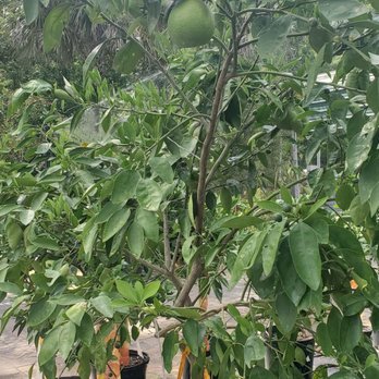 Earth Works Plant Nursery - Fruit Trees - Nurseries & Gardening Near Me - Jacksonville, Florida Earth Works Plant Nursery - Fruit Trees - Nurseries & Gardening Near Me - Jacksonville, Florida