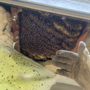 Bee'n Green - Honeybees in subfloor of mobile home - Pest Control Near Me Bee'n Green - Honeybees in subfloor of mobile home - Pest Control Near Me