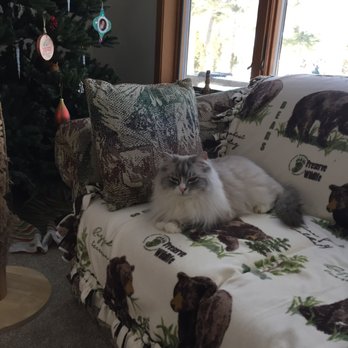 Lonerock Catastrophe Ragdolls - Violet waiting for Santa to come. - Pet Breeders Near Me Lonerock Catastrophe Ragdolls - Violet waiting for Santa to come. - Pet Breeders Near Me