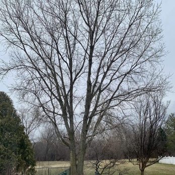 Rieke Tree Service - Before - Tree Services Near Me Rieke Tree Service - Before - Tree Services Near Me