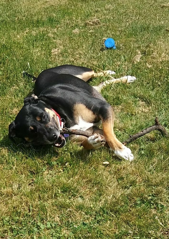 CANDELORE’S BARKING BEAUTIES IRWIN Updated October 2024 14139 US30