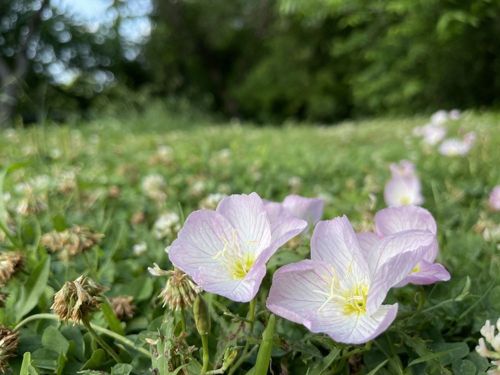 Prairie Creek Park Image