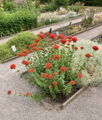 The Linnaeus Museum by null