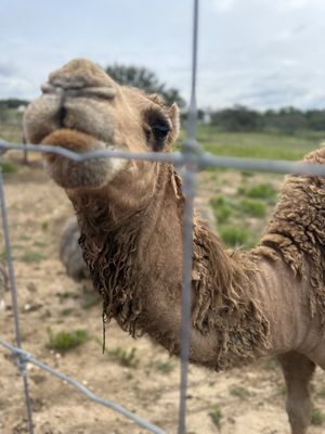 The Best of Texas Food and Wine Festival by null