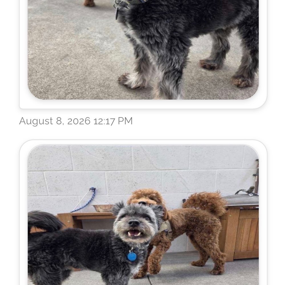 The Pet Hotel - Daily photos of the boys during potty/play time! - Pet Training Near Me - Fairfield, California The Pet Hotel - Daily photos of the boys during potty/play time! - Pet Training Near Me - Fairfield, California