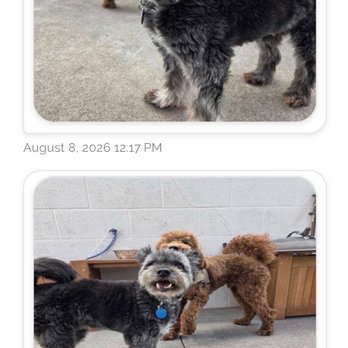 The Pet Hotel - Daily photos of the boys during potty/play time! - Pet Training Near Me - Fairfield, California The Pet Hotel - Daily photos of the boys during potty/play time! - Pet Training Near Me - Fairfield, California