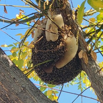 Busy Bee Removal - Pest Control Near Me - Burbank, California