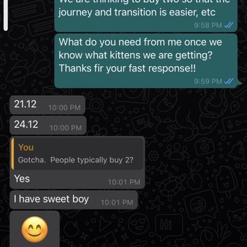 Kittens Up - Text 1 with Russian breeder we had bought through KittensUp - Pet Breeders Near Me - Pembroke Pines, Florida Kittens Up - Text 1 with Russian breeder we had bought through KittensUp - Pet Breeders Near Me - Pembroke Pines, Florida