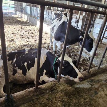 The Amish Experience - Calves at the creamery farm - Tours Near Me - Bird In Hand, Pennsylvania