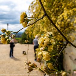 Giardino di Boboli