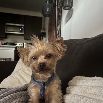 Your Pets Next Vacation - Pet Boarding Near Me Your Pets Next Vacation - Pet Boarding Near Me