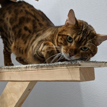 Tiny's Place Luxury Cat Boarding - Duke - Pet Boarding Near Me - Vancouver, Washington Tiny's Place Luxury Cat Boarding - Duke - Pet Boarding Near Me - Vancouver, Washington