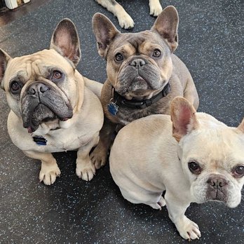 Playtime Pup Ranch - Frenchies Galore Lambeau (Left) Sully (Middle) Frankie (Right) - Dog Walkers Near Me - Des Plaines, Illinois Playtime Pup Ranch - Frenchies Galore Lambeau (Left) Sully (Middle) Frankie (Right) - Dog Walkers Near Me - Des Plaines, Illinois