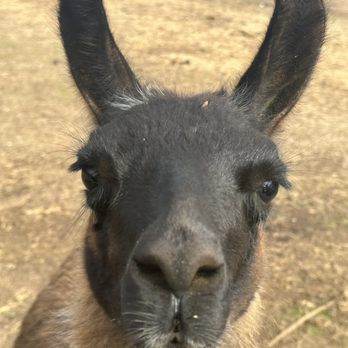 Lazy 5 Ranch - So many llamas - Zoos Near Me - Mooresville, North Carolina