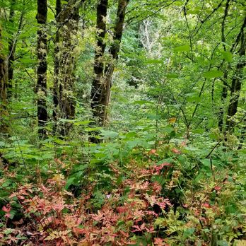 Forest Park - Parks Near Me - Portland, Oregon