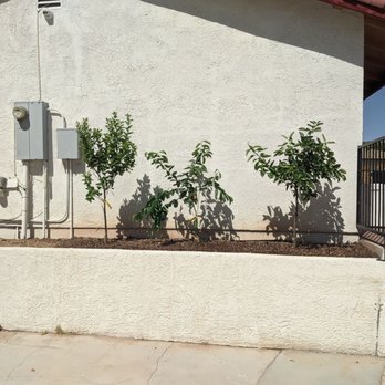 PD Landscaping - Great place for dwarf citrus trees!!! - Landscaping Near Me - Las Vegas, Nevada