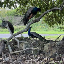 Makalei Golf Club - The ohana