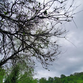 Lehigh Parkway - Tree - Parks Near Me - Allentown, Pennsylvania Lehigh Parkway - Tree - Parks Near Me - Allentown, Pennsylvania