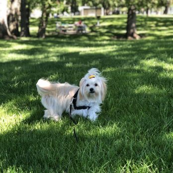 PetSmart Dog Training - Before picture and after pictures!!!! - Pet Stores Near Me - Stockton, California PetSmart Dog Training - Before picture and after pictures!!!! - Pet Stores Near Me - Stockton, California