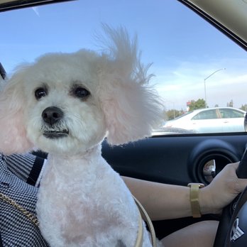 Paws Palace - Puppy cut with fluff face - Pet Groomers Near Me - Santa Clara, California