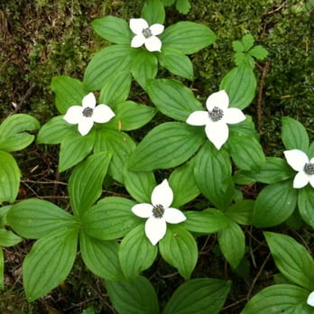 Lower Seymour Conservation Reserve - Hiking Near Me - North Vancouver, British Columbia Lower Seymour Conservation Reserve - Hiking Near Me - North Vancouver, British Columbia