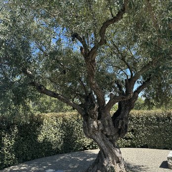 Promontory - Wineries Near Me - Oakville, California Promontory - Wineries Near Me - Oakville, California
