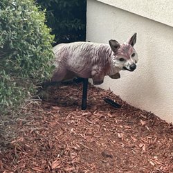 Wilmington Health - Weird animal thing in front