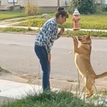 From This to That Digging Dog Training - Pet Training Near Me - Obetz, Ohio From This to That Digging Dog Training - Pet Training Near Me - Obetz, Ohio