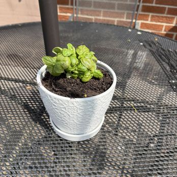 The Home Depot - pot & small Basil - Nurseries & Gardening Near Me - Livonia, Michigan