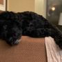 Photo of Matrix Portuguese Water Dog PWD